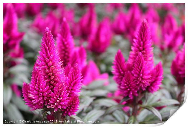 Crazy pink spikey flower Print by Charlotte Anderson