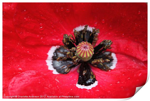 Red poppy in the rain Print by Charlotte Anderson
