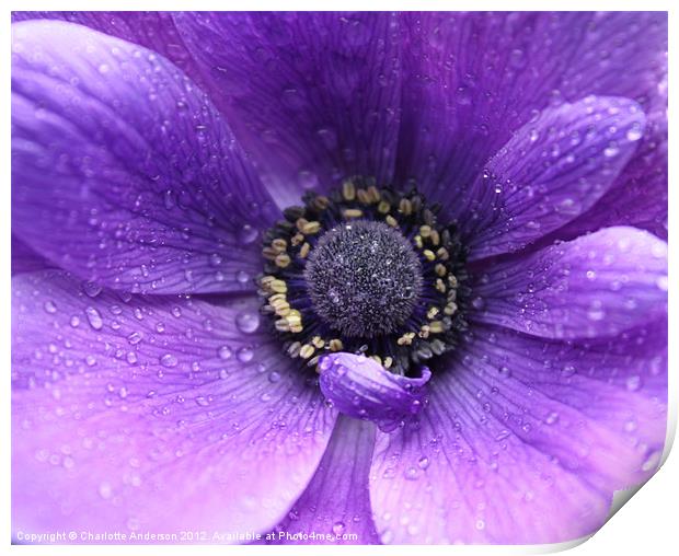 Purple flower in the rain Print by Charlotte Anderson