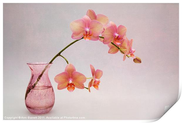 Orchids in a Pink Vase Print by Ann Garrett