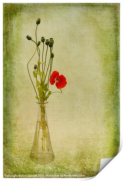 Poppy Print by Ann Garrett