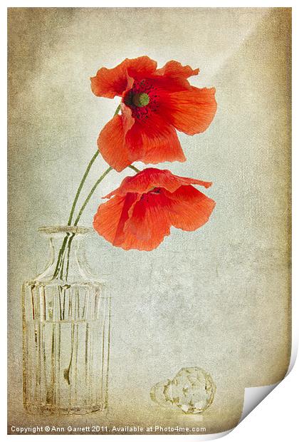 Two Poppies in a Glass Vase Print by Ann Garrett