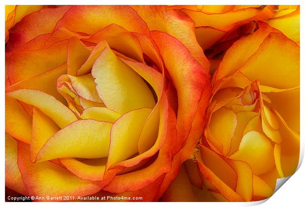 Twin Yellow Roses Print by Ann Garrett