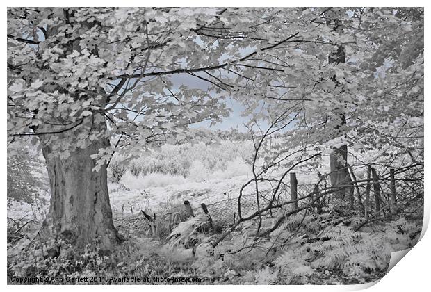 The Sycamore Tree - Infrared Print by Ann Garrett