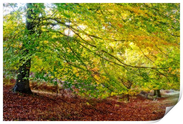 Autumn Colours Print by Ann Garrett