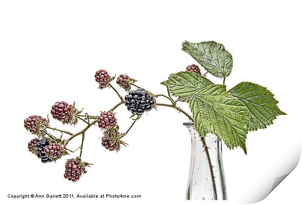 Blackberry Fruits Print by Ann Garrett