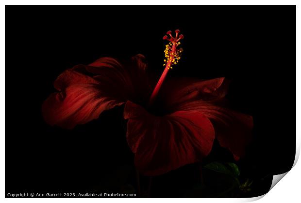 Red Hibiscus Darkly Lit 2 Print by Ann Garrett