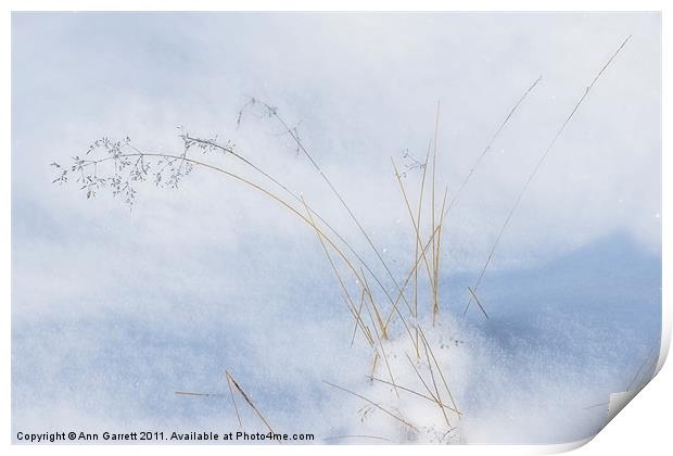 Grass in the Snow Print by Ann Garrett