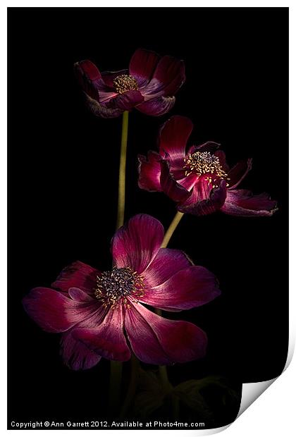 Anemone Trio Print by Ann Garrett