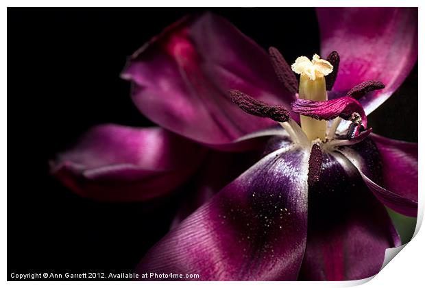 A Purple Tulip - Up Close and Personal Print by Ann Garrett