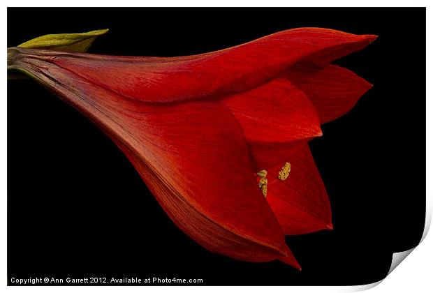 Red Amaryllis - 1 Print by Ann Garrett