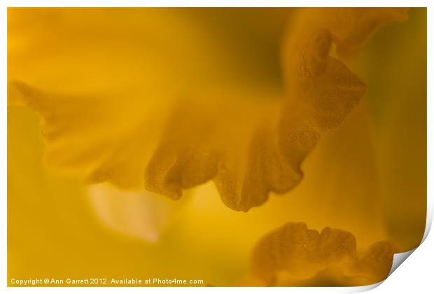 Daffodil Abstract - 2 Print by Ann Garrett