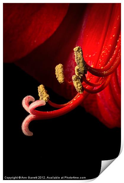 Red Amaryllis - 6 Print by Ann Garrett
