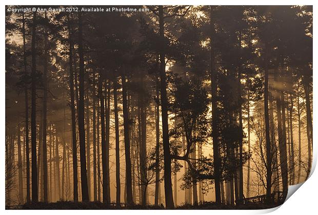 Woodland Sunrise - 2 Print by Ann Garrett