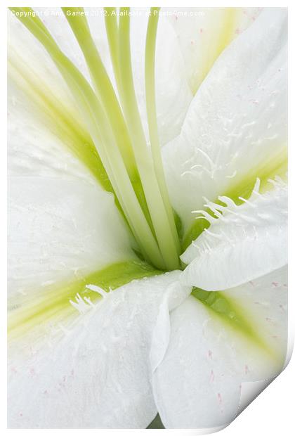 Inside a White Lily Print by Ann Garrett