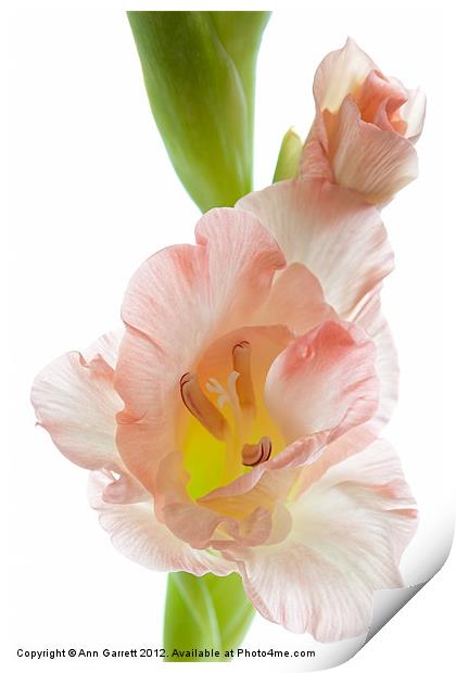 Peach Flushed Gladiolus Print by Ann Garrett