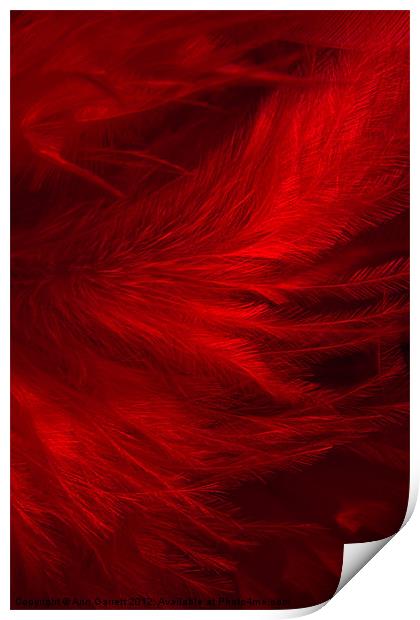 Red Feathers - 1 Print by Ann Garrett