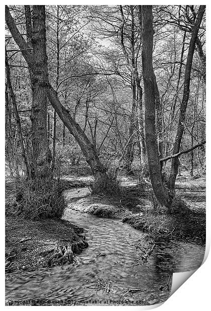Woodland Stream - Monochrome Print by Ann Garrett