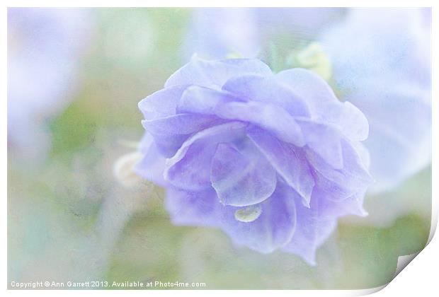 Pretty Campanula Print by Ann Garrett