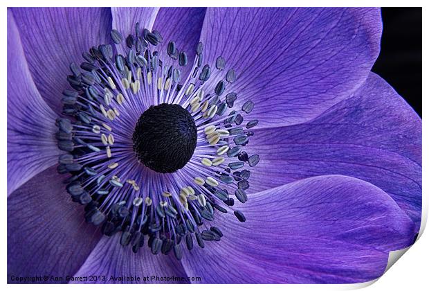 Purple Anemone Print by Ann Garrett