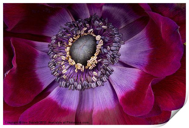 Anemone Coronaria - Macro Print by Ann Garrett