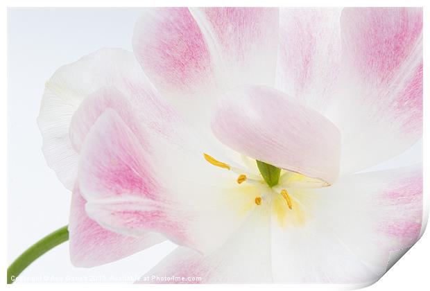 Shy Tulip Print by Ann Garrett