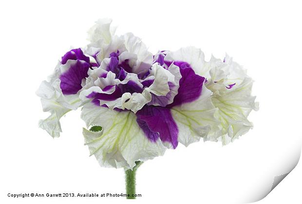 Purple and White Frilly Petunia Print by Ann Garrett