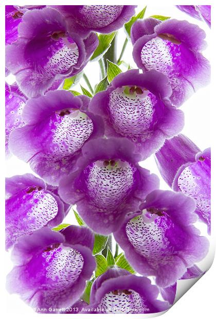 Purple Foxglove Print by Ann Garrett