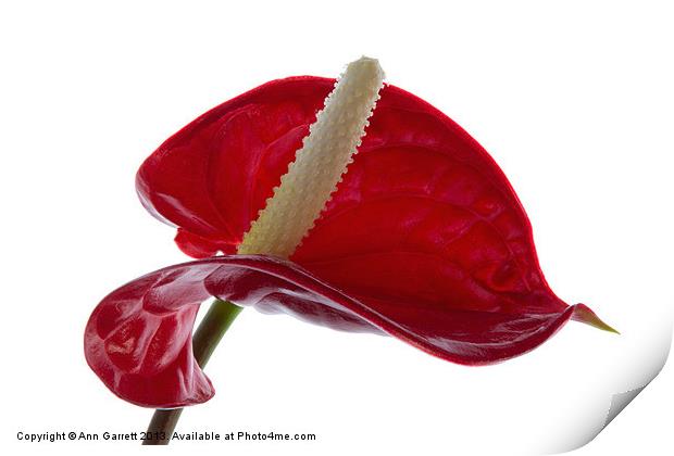 Anthurium Print by Ann Garrett