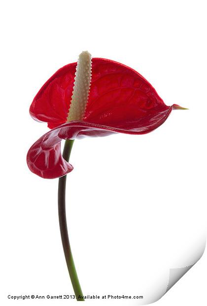 Anthurium - 2 Print by Ann Garrett