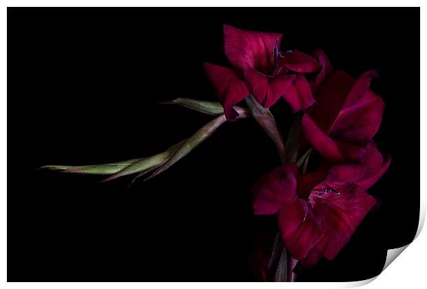 Red Gladiolus on Black 2 Print by Ann Garrett
