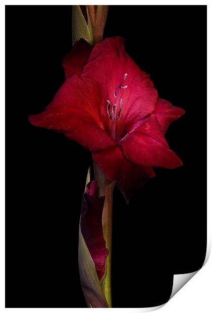 Red Gladiolus on Black 3 Print by Ann Garrett