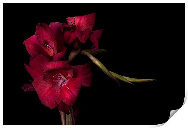 Red Gladiolus on Black 4 Print by Ann Garrett
