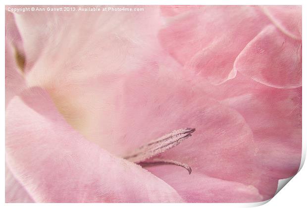 Pastel Pink Gladiolus Print by Ann Garrett
