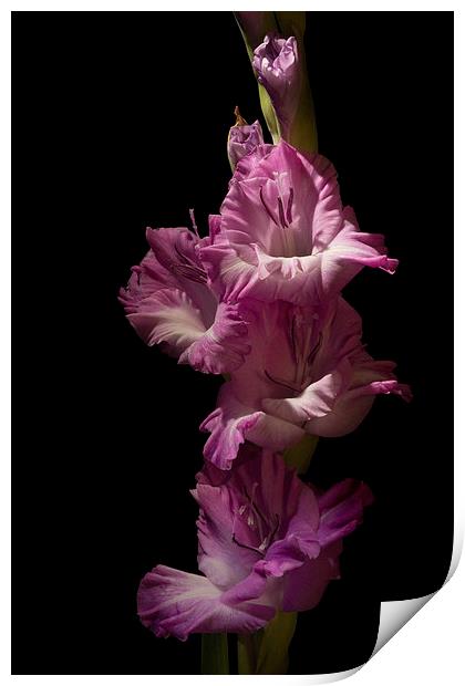 Pink Gladiola on Black Print by Ann Garrett