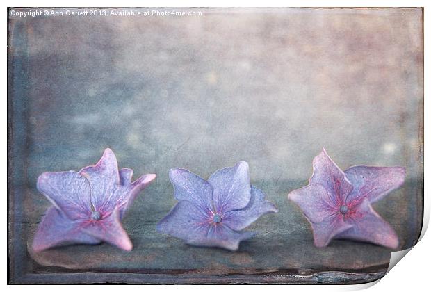 Tiny Hydrangea Flowers Print by Ann Garrett
