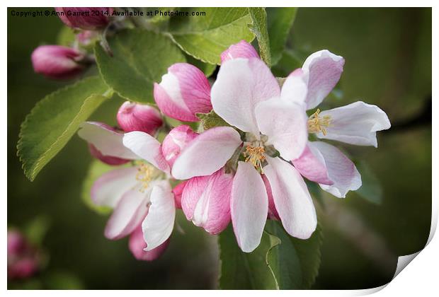 Apple Blossom Print by Ann Garrett