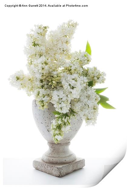 White Lilac in a Stone Vase Print by Ann Garrett