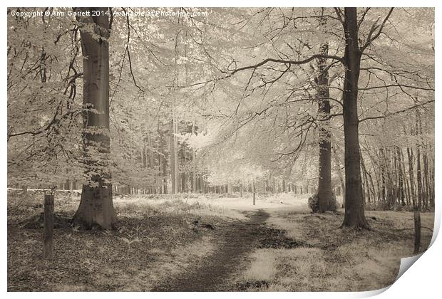 Infrared Beech Trees Print by Ann Garrett