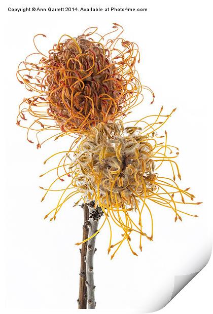Pincushion Protea Print by Ann Garrett