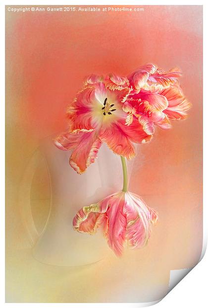 Soft Parrot Tulips Print by Ann Garrett