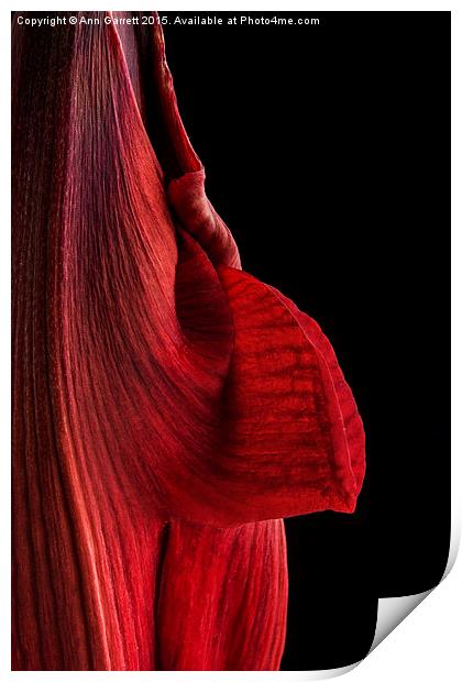 Red Amaryllis Print by Ann Garrett