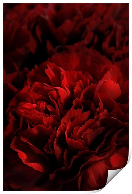 Red Carnations Print by Ann Garrett
