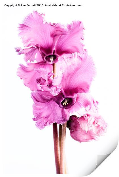 Frilly Edged Pink Cyclamen Flowers Print by Ann Garrett