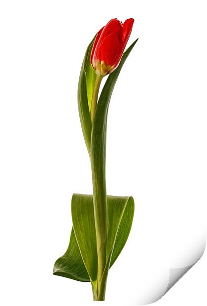 Single Red Tulip Print by Ann Garrett