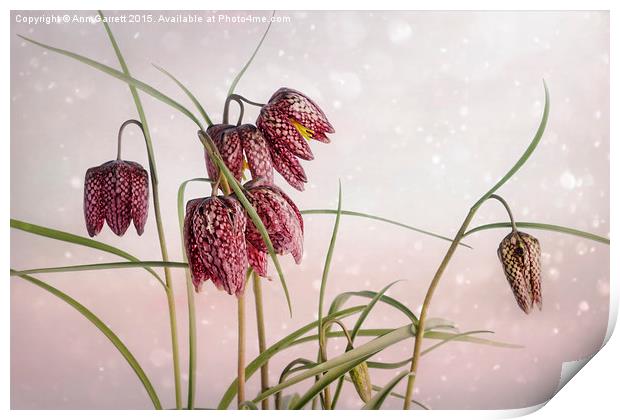 Snake's Head Fritillary  Print by Ann Garrett