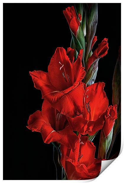 Crimson Gladiolus Print by Ann Garrett