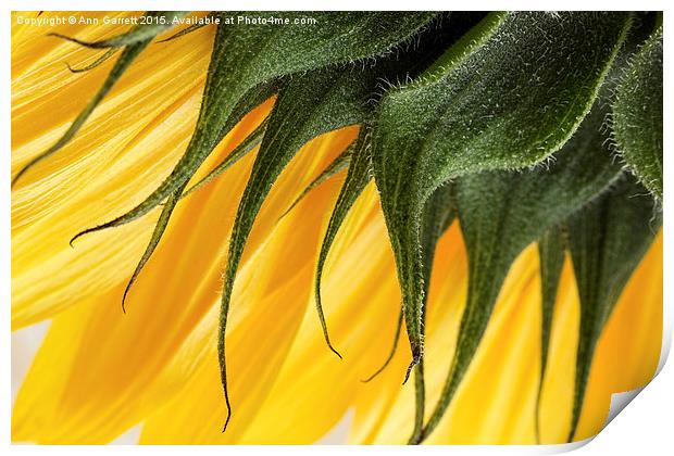 Sunflower Macro Print by Ann Garrett