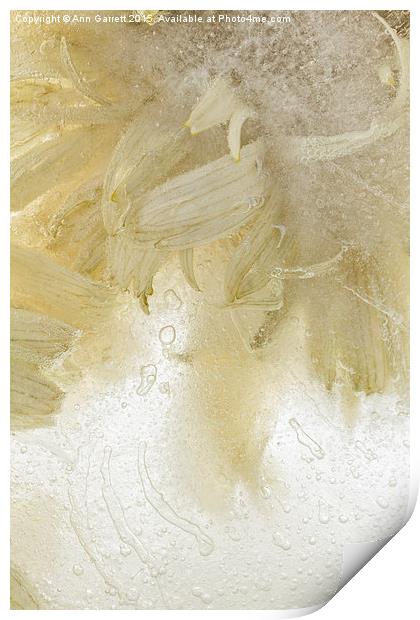 Flower in Ice 3 Print by Ann Garrett