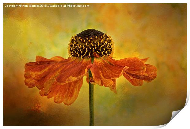 Helenium Moerheim Beauty Print by Ann Garrett